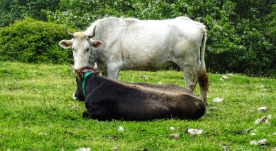 immagine dell'articolo