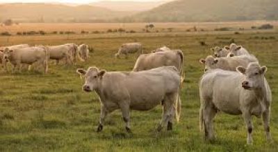 immagine dell'articolo