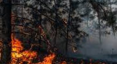 immagine dell'articolo