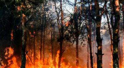 immagine dell'articolo