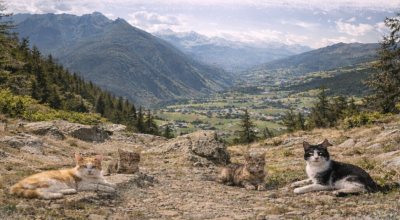 immagine dell'articolo