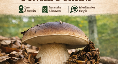 immagine dell'articolo