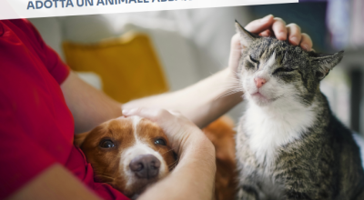 immagine dell'articolo