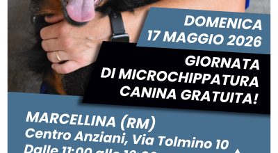 immagine dell'articolo