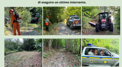 immagine dell'articolo